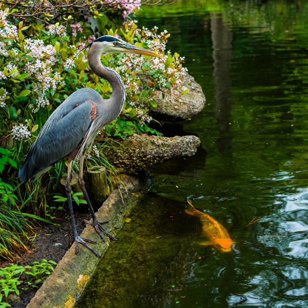 heron by pond edge